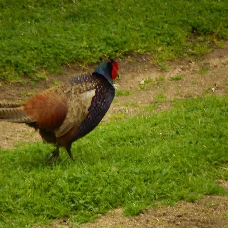 Villa Promesse De Reussies *