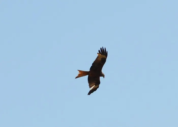 Promesse De Reussies Calcatoggio (Corsica)