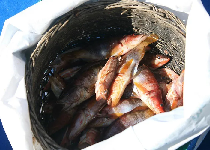 Villa Promesse De Réussies Calcatoggio (Corsica)