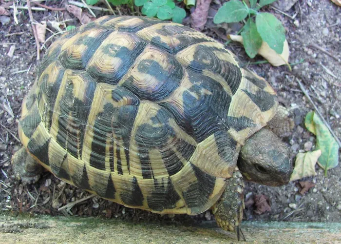 Promesse De Reussies Villa *