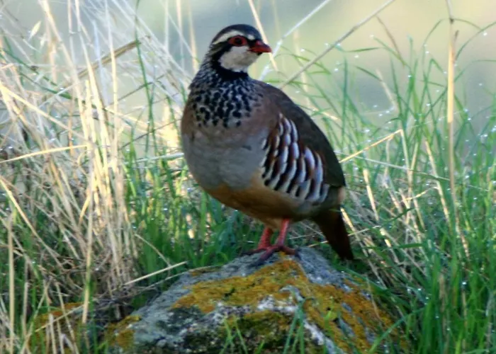 Promesse De Reussies Villa *