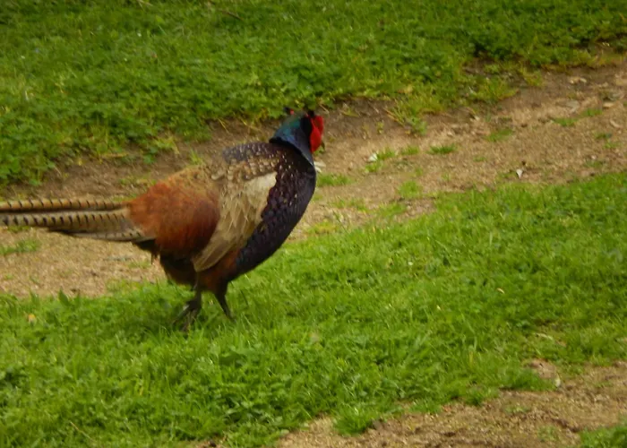 Villa Promesse De Réussies *